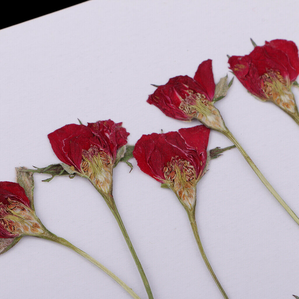 10 Pieces Natural Dried Flower Half Cut Rose Embellishment DIY Phone Case