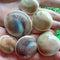 1PC 40mm Natural Snail Shell Conch Stone Fossil Mineral Specimen Fish Tank Decor