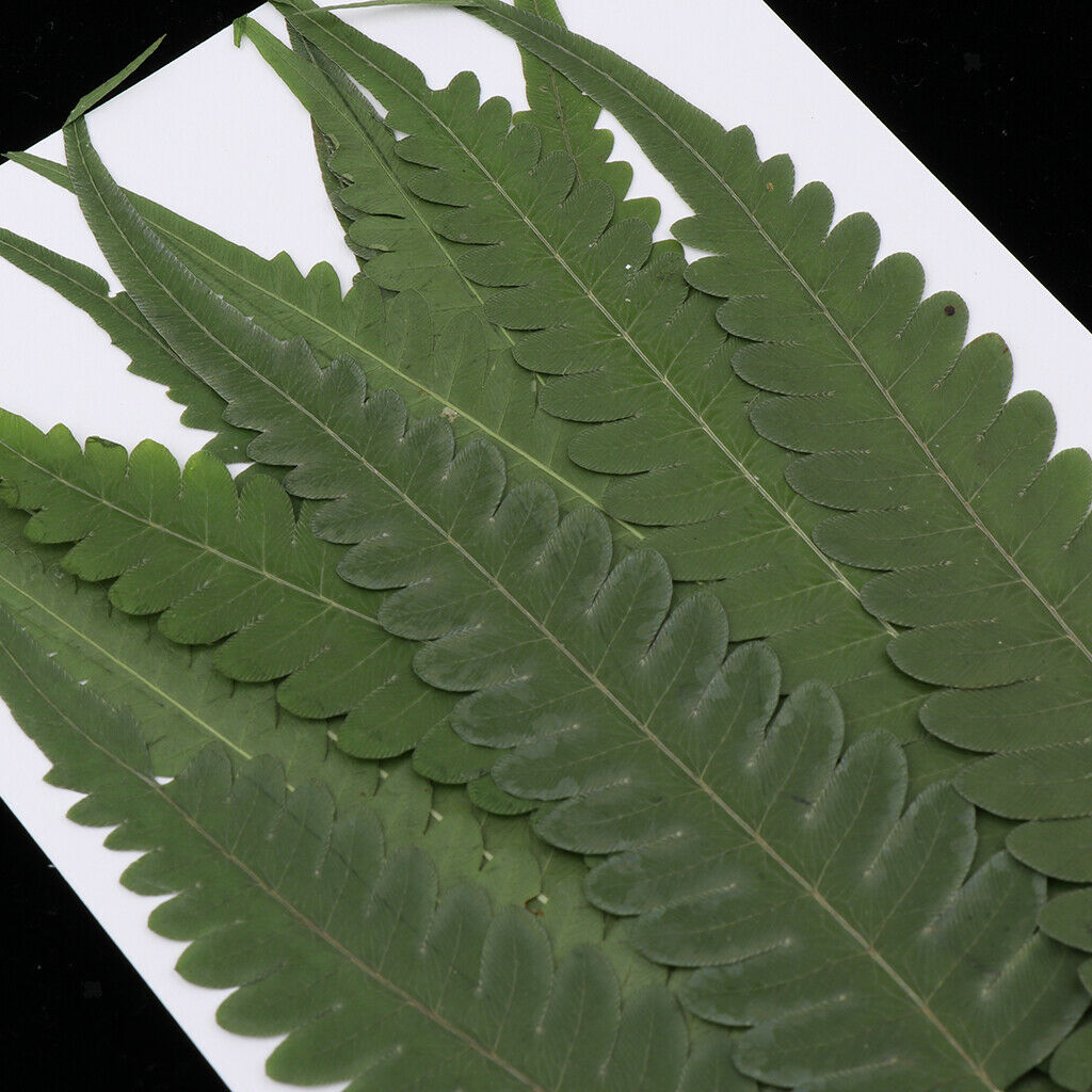 12Pcs Natural Real Dried Fern Leaves Pressed DIY Phone Case Decor Bookmarks