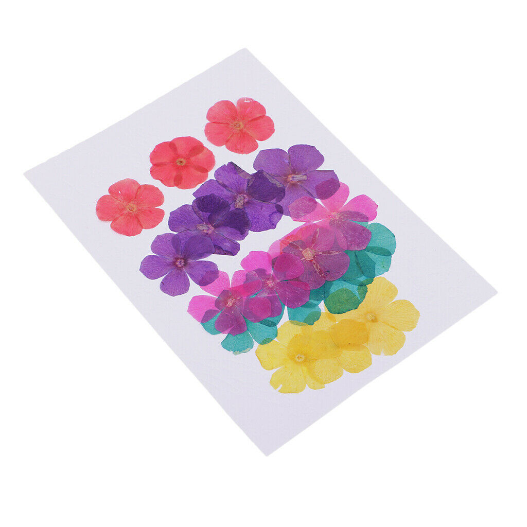 20 Pieces Natural Round 5-Petals Real Flowers Dried Flower for DIY Craft