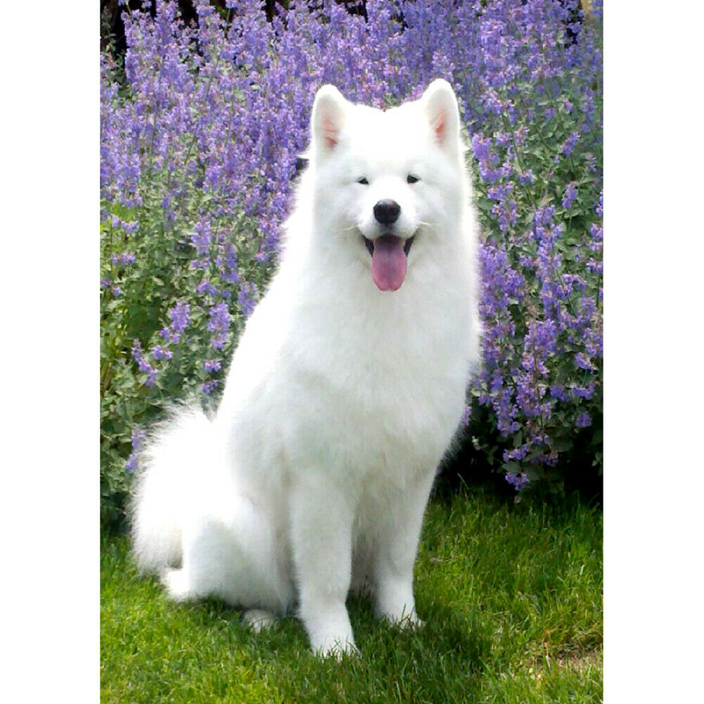 White Dog Full Round Drill 5D Diamond Painting Embroidery Kit Cross Stitch @