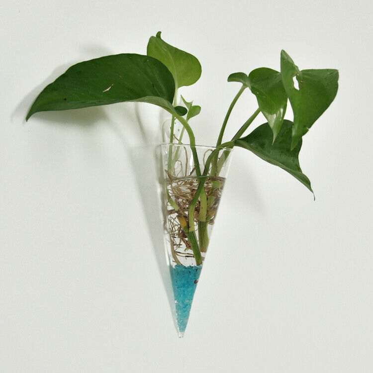 Wall Mounted Glass Cone Vase Hanging Planter Air Plant Holder Terrarium