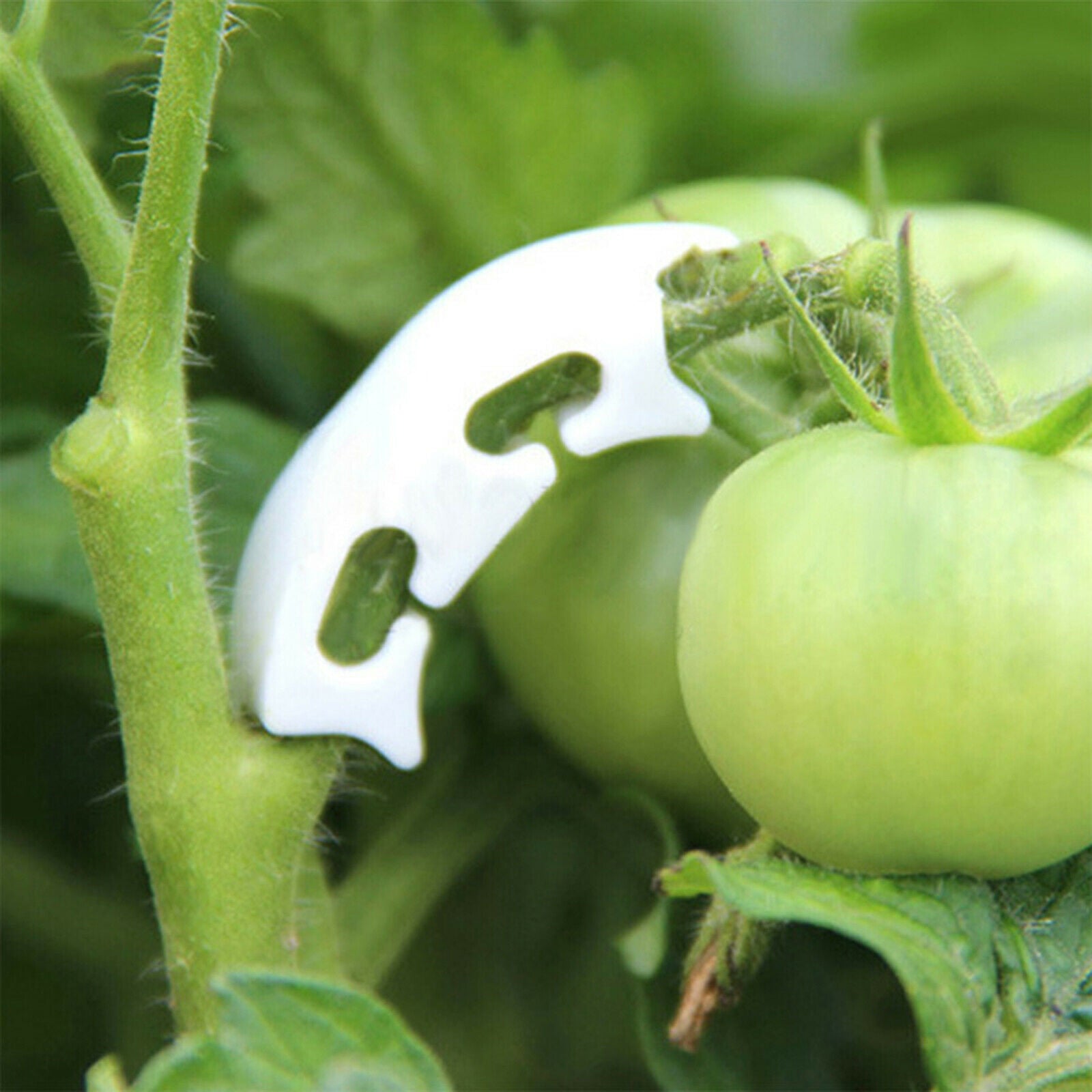 Tomato Vegetable Support J-hook Clips Anti Bending Stems Vegetables Pack Of 100