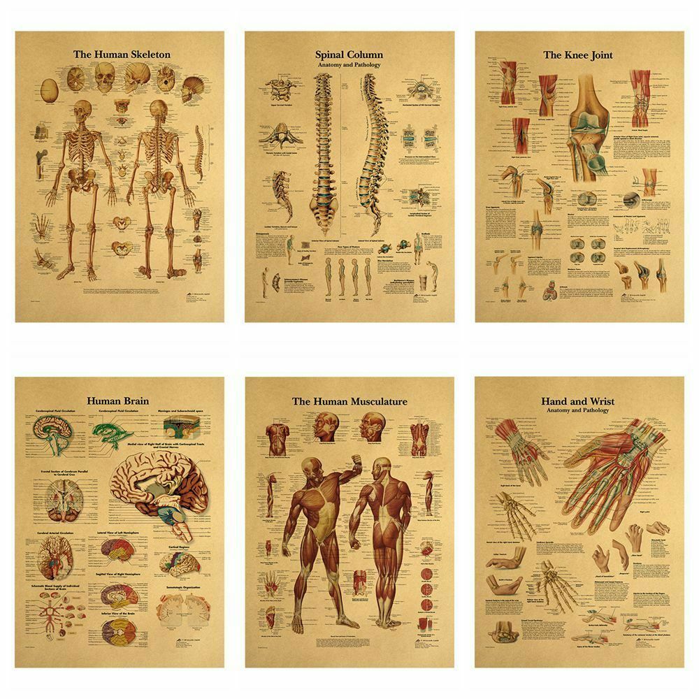 Musculature The Human Structure Kraft Paper Poster Retro Anatomy Picture
