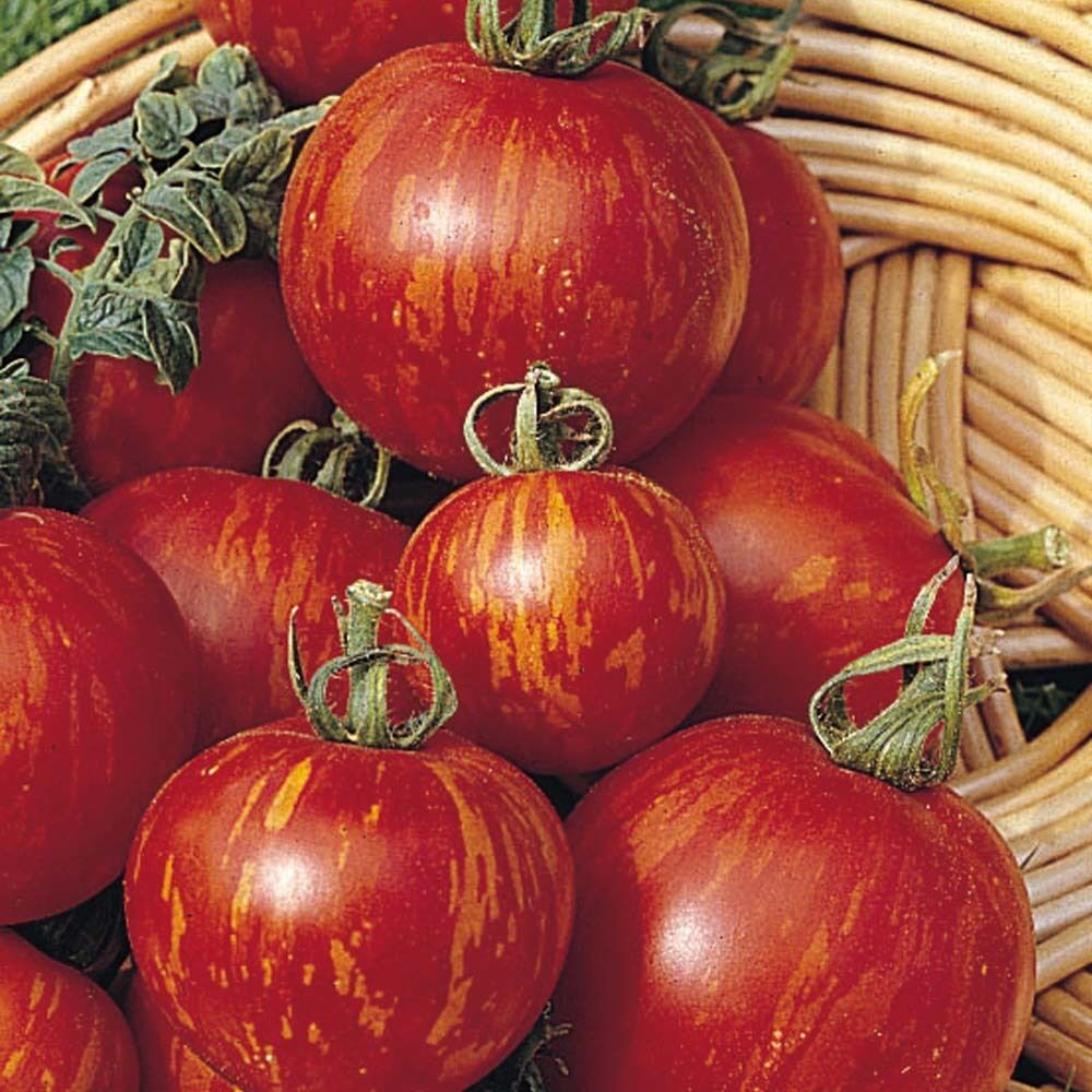 Tigerella Tomato - 10+ seeds - Graines - Semillas - Samen - STRIPED and FINE!