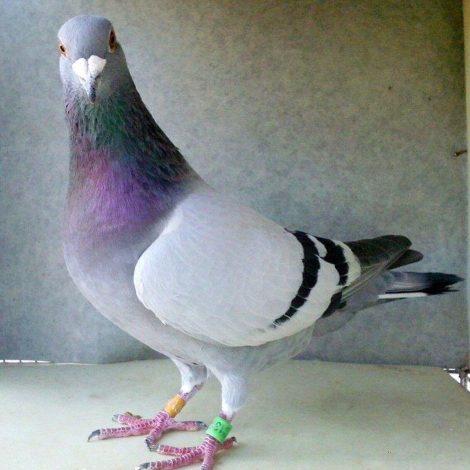 100pcs Identify Dove Rings Leg Rings Pigeon Bands for Canary White