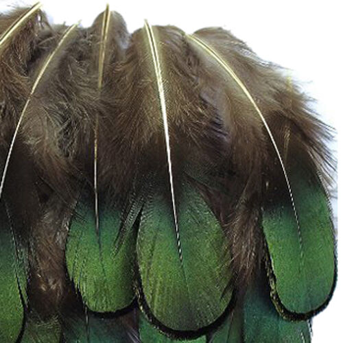 20 Pcs Green Ly Amherst Bronze Pheasant Plumage long 1.5-3 inches AD