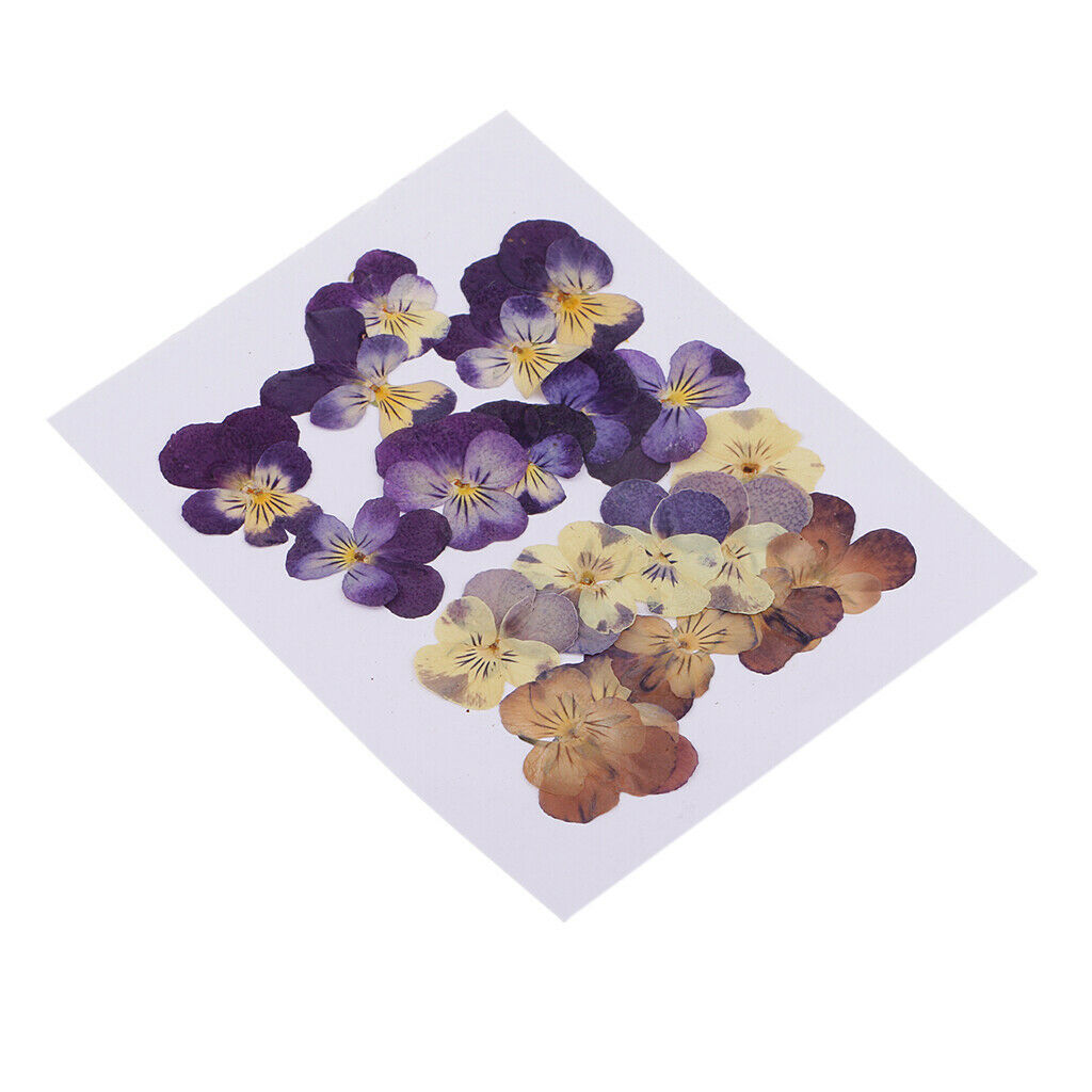 20 PCS Mixed Pressed Flowers Real Pressed Dried Flowers Natural Dried Flowers