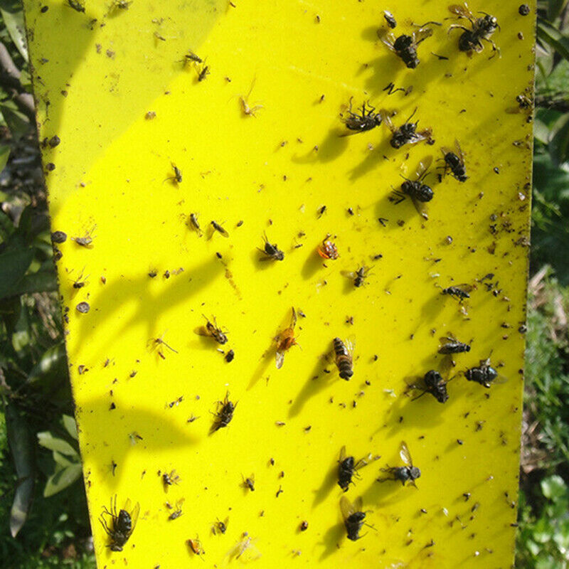 Double-sided insect trap Yellow board waterproof insect killer trap insect trap