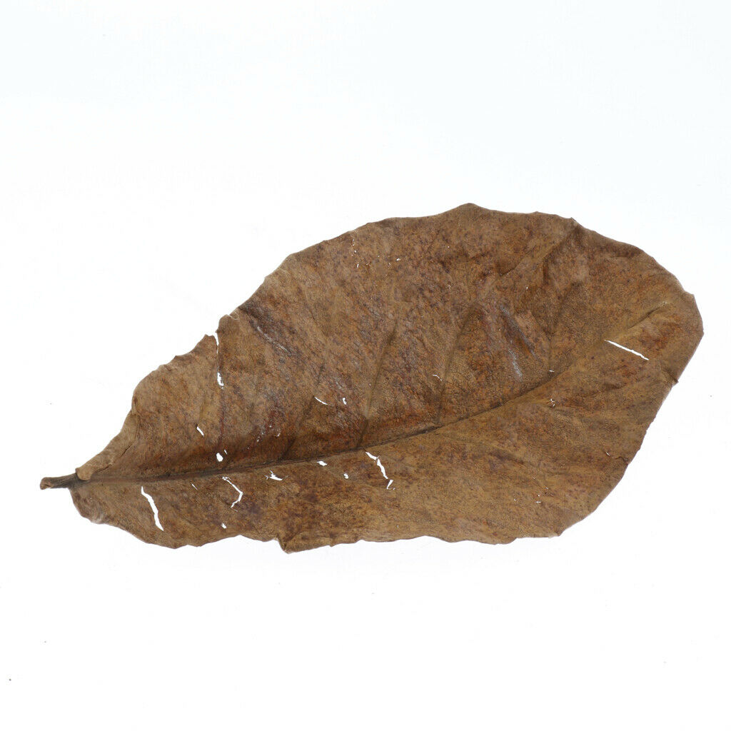 10pcs Leaves For Freshwater Aquariums