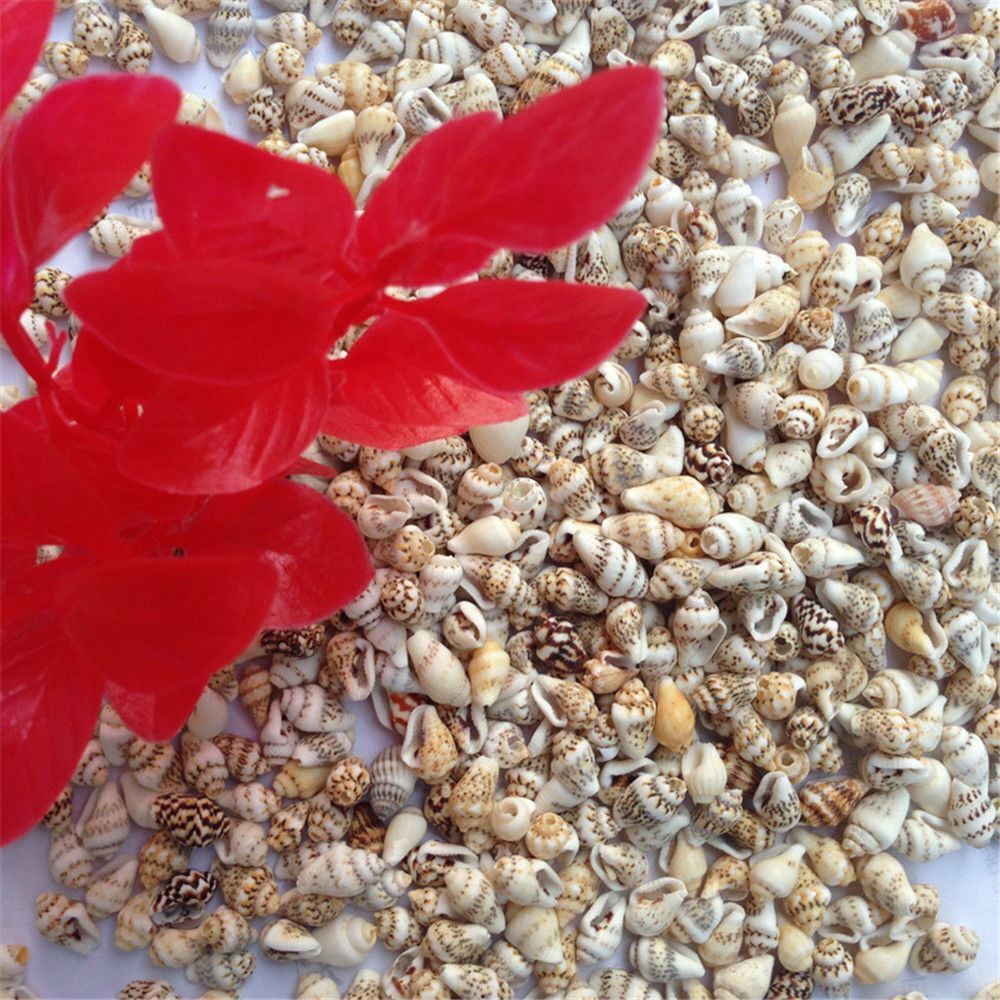 100 pcs Small Sea Shells Assorted Natural Seashells Conch Crafts DIY Decoration