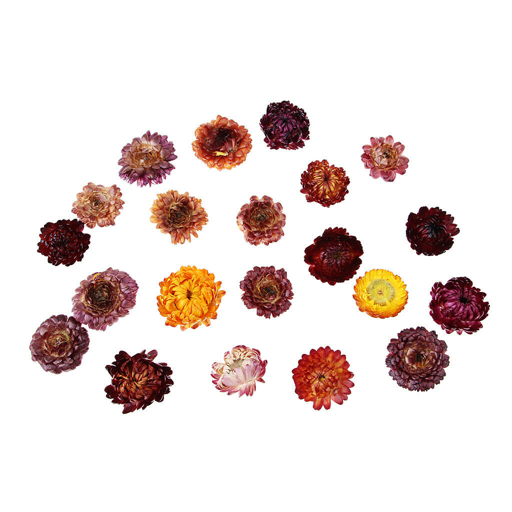 20g Pressed Flowers Real Natural Dried Flower Petals for DIY Crafts