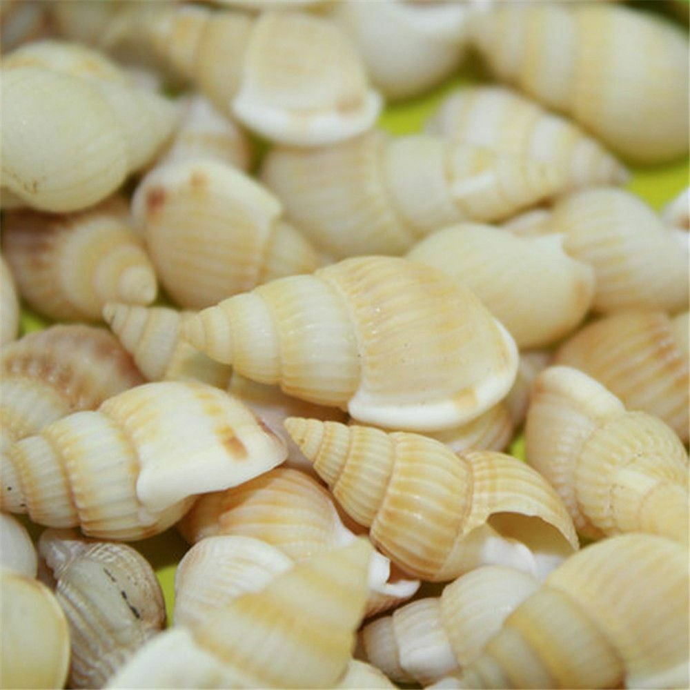 100 pcs Assorted Mini Sea Shells Natural Seashells Spiral Conch DIY Crafts Decor