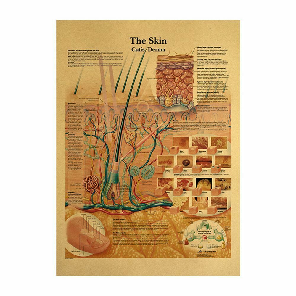 Musculature The Human Structure Kraft Paper Poster Retro Anatomy Picture