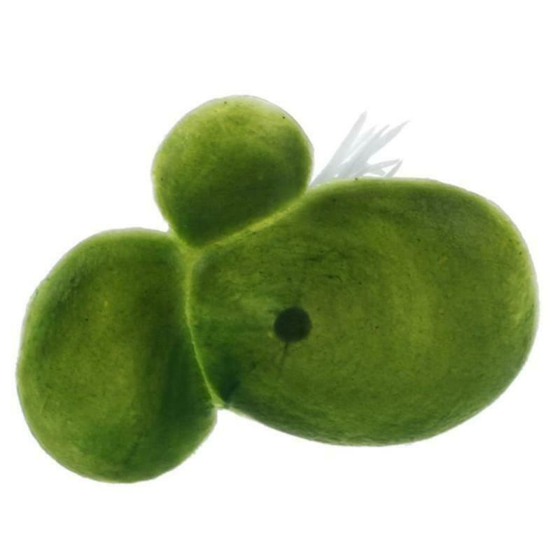 Realistic Duckweeds Floating All Year Available Pond Scenery 18Pcs Green Leaf