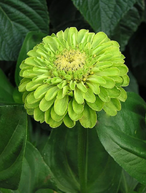 50 PCS Seeds Zinnia Dahlia Giant Lime Queen Elegans Envy Green Amazing Fliowers