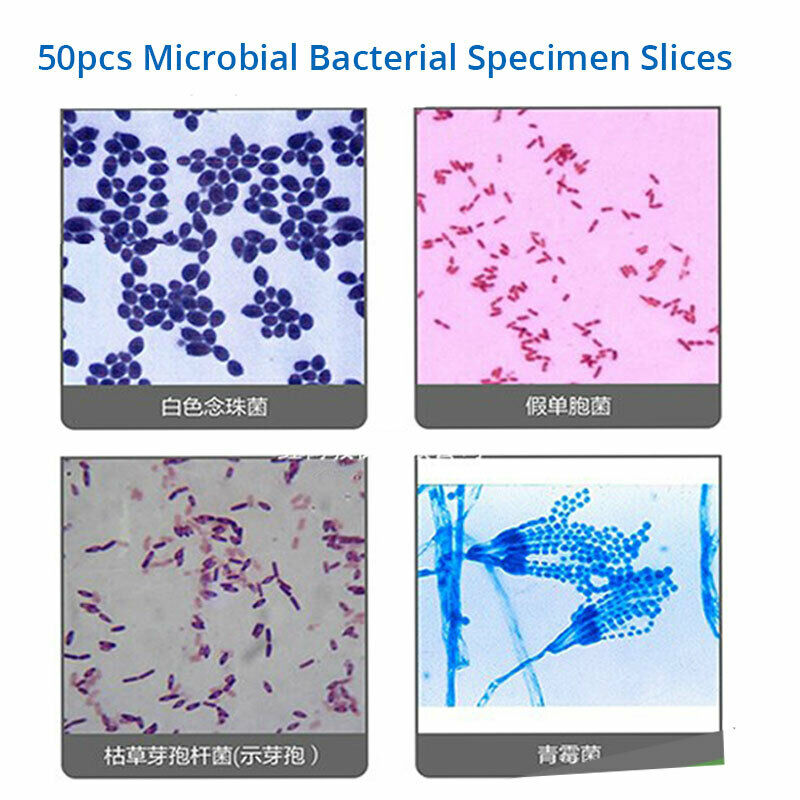 50pcs Prepared Microscope Glass Slides Microbial Bacterial Specimen Slices