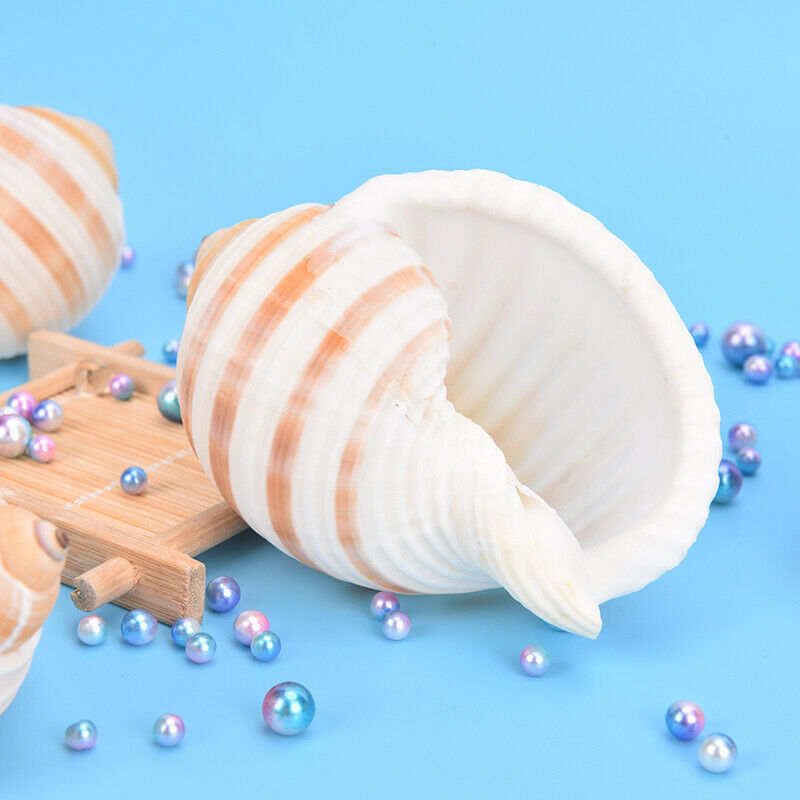 1pc Natural Striped Shell Conch Coral Sea Snail Ornament Landscape DecoratioFCA