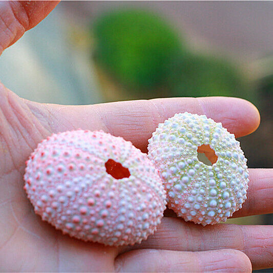 1Pcs Natural 3-5cm Pink Sea Urchin Shells Ornament Flowerpot Plant Decor HH6964