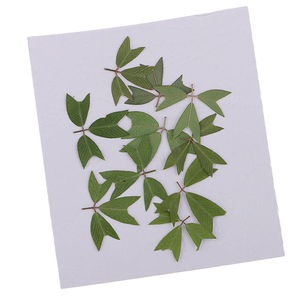10 Pieces Beautiful Pressed Dried Flowers Leaves for Arts Crafts DIY Decor