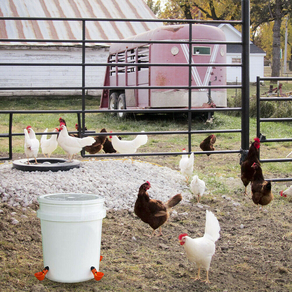 5PCS Poultry Drinking Watering Cups for Chicken/Quail Water Cups Drinker