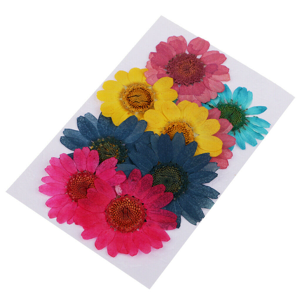 20 Pieces Natural Real Dried Pressed Flowers For Art Craft DIY Scrapbooking