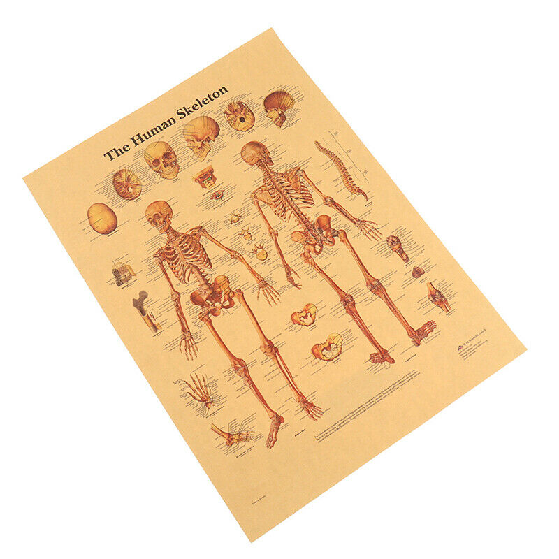 The Skeleton of The Body Structure Nervous System Poster Bar Home Decorat.l8
