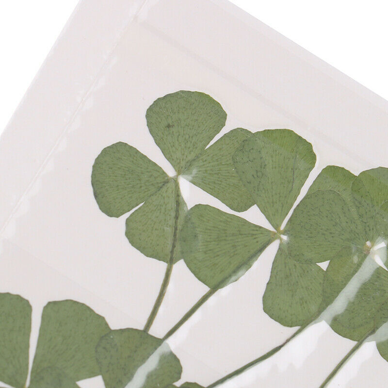 Four Leaves Dried flowers Card Making Scrapbooking Jewelry Furniture Deco.l8