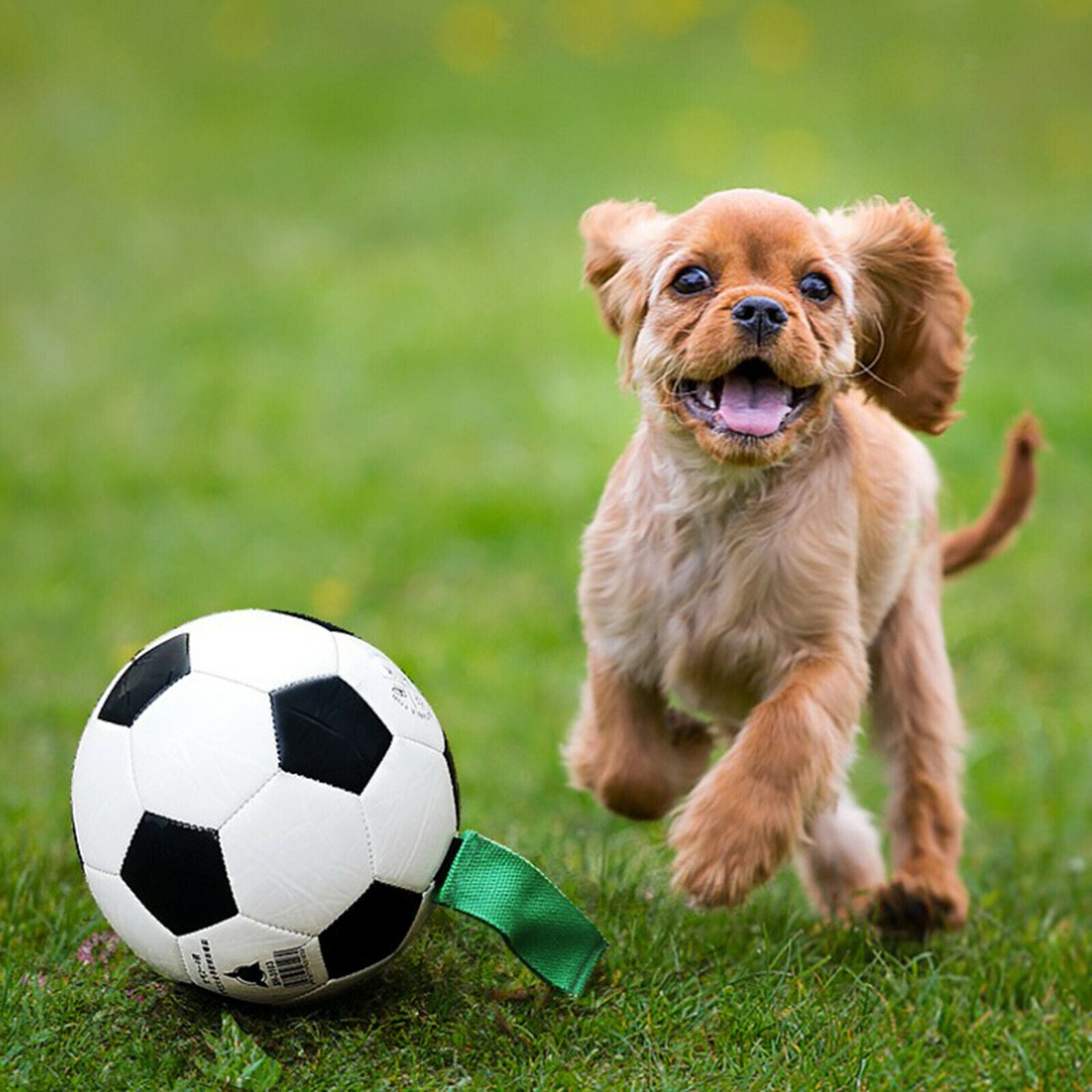 Pets Dog Soccer Interactive Ball with Grab Tab Easy Grip Lawn Swim Pool
