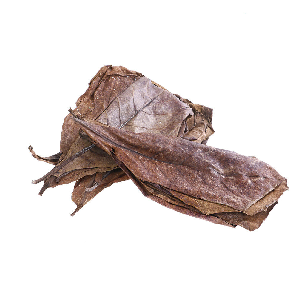 20Pc catappa leaves almond tree aquarium clean tool terminalia leaf about  G DF