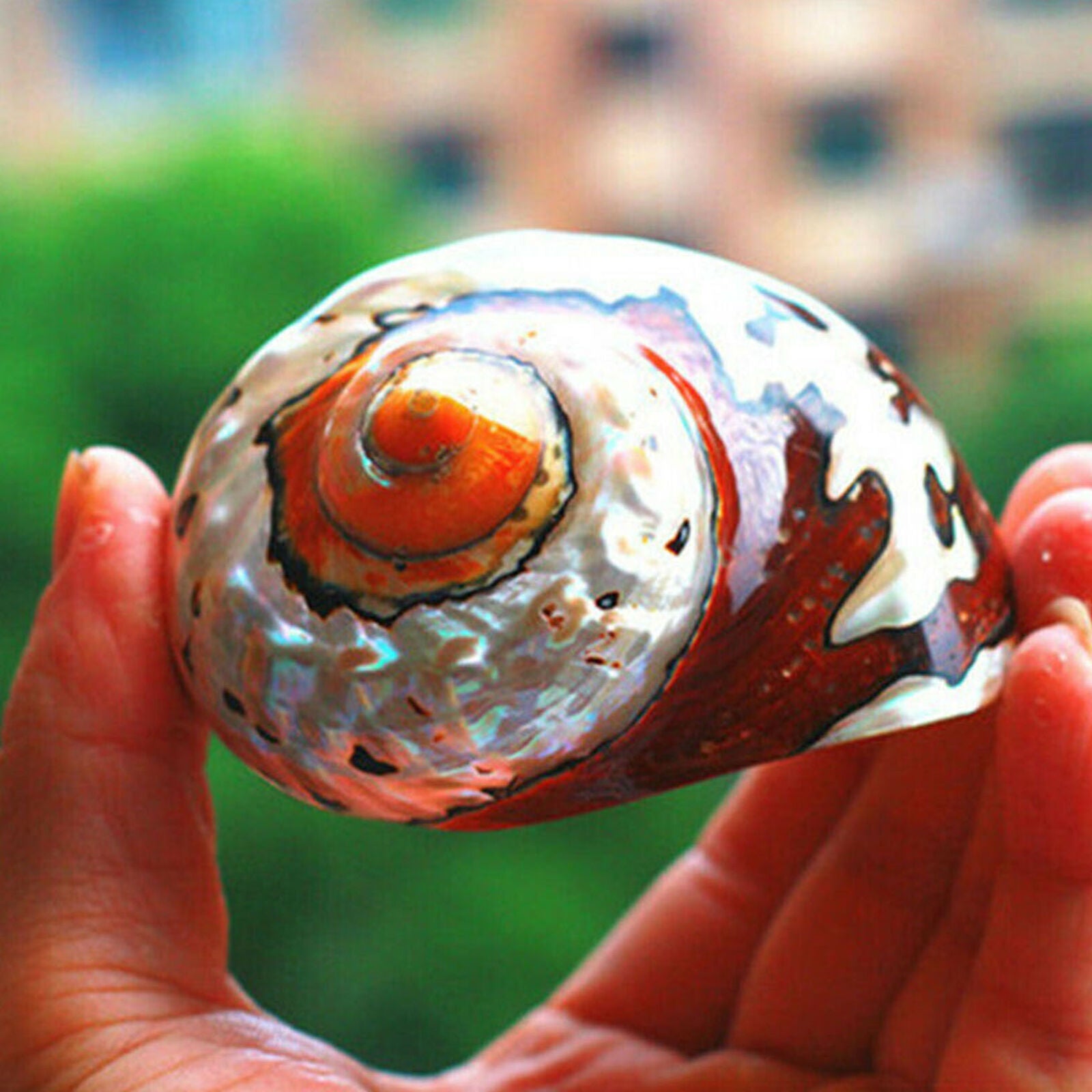 Natural Coral Conch Sea Shell African Turban Snail Fish Tank Decor Collectible