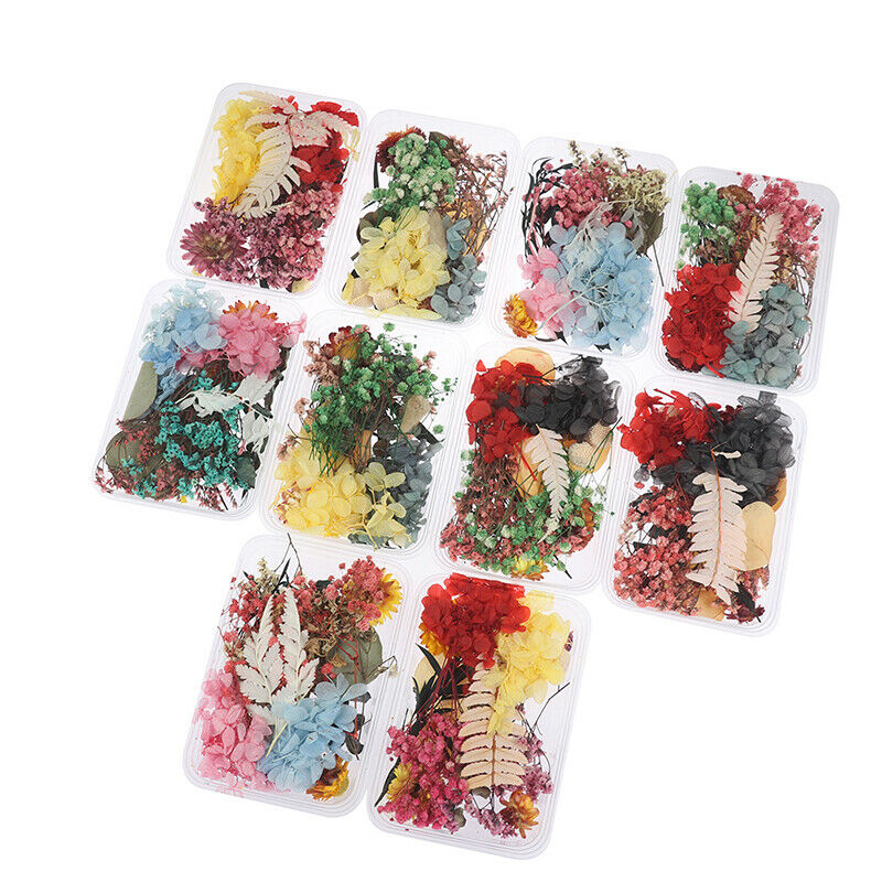 Mix Beautiful Real Dried Flowers Natural Floral for Art Craft Scrapbooking Re DF