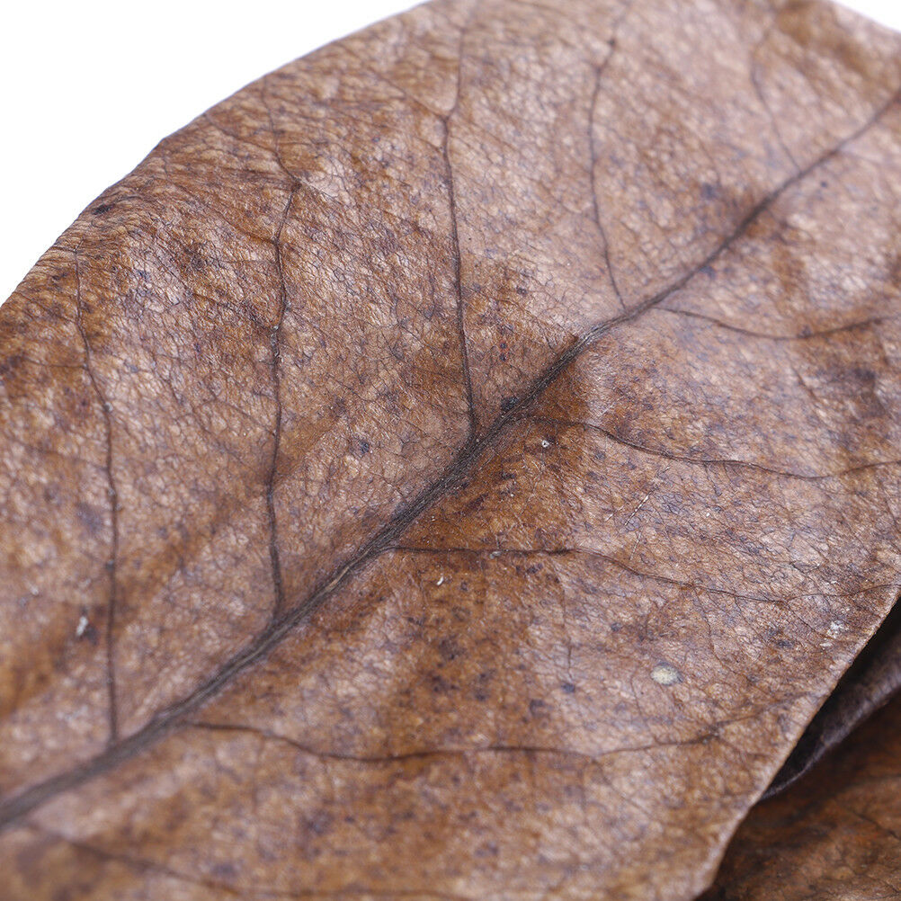 20Pc catappa leaves almond tree aquarium clean tool terminalia leaf about  G DF