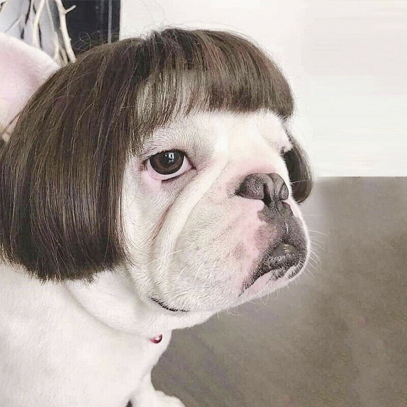 Fashion Pet Wigs Cat Dog Cospaly Props Wigs Tiara Hairpiece Makeover ClothinFCA