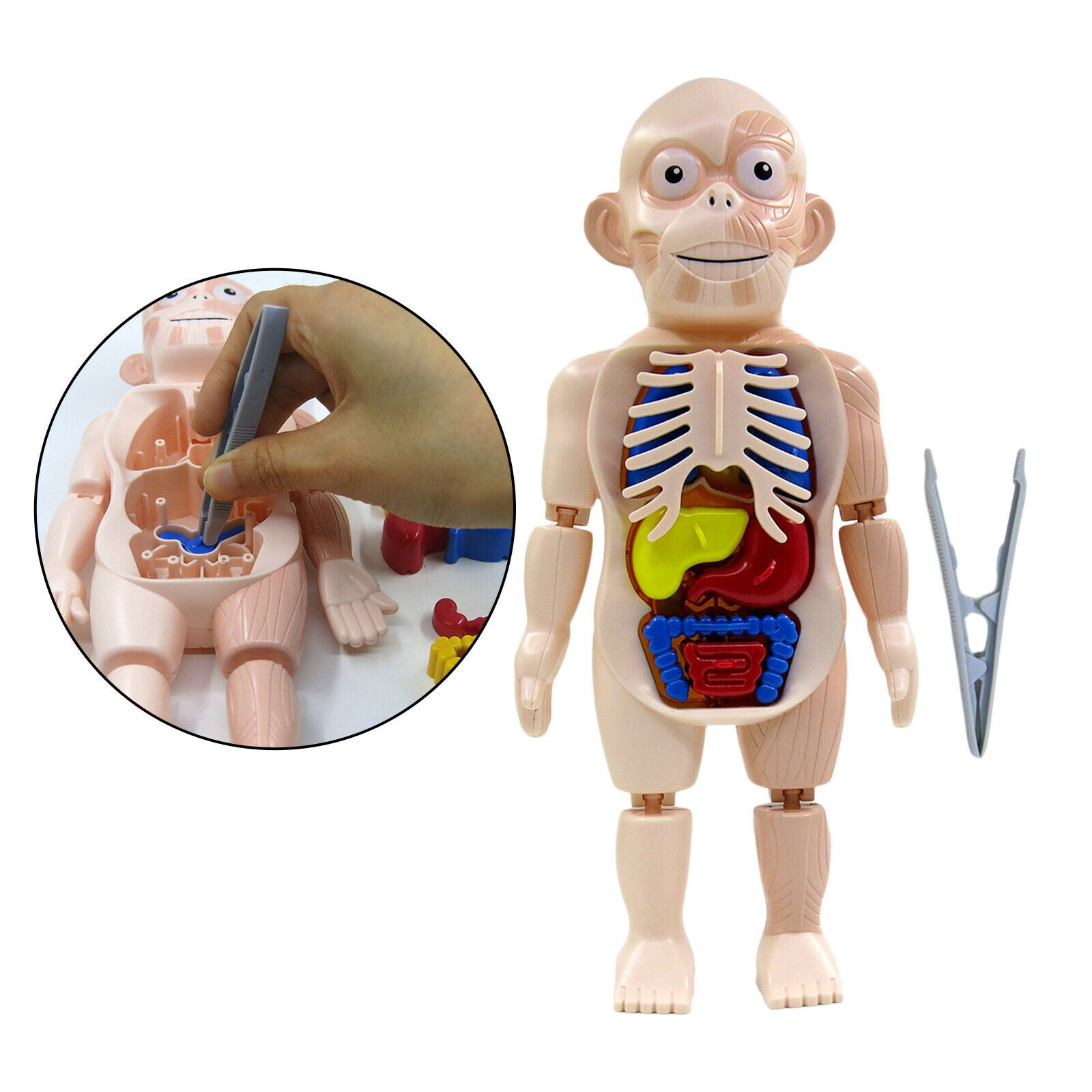 Realistic Human Body w/ Organs Anatomy DIY Toys Kits Body Organ for Science