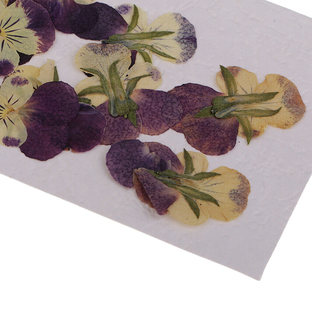 10 Pieces of Dried Flowers Eye-catching Accessory for DIY Projects Multicolored