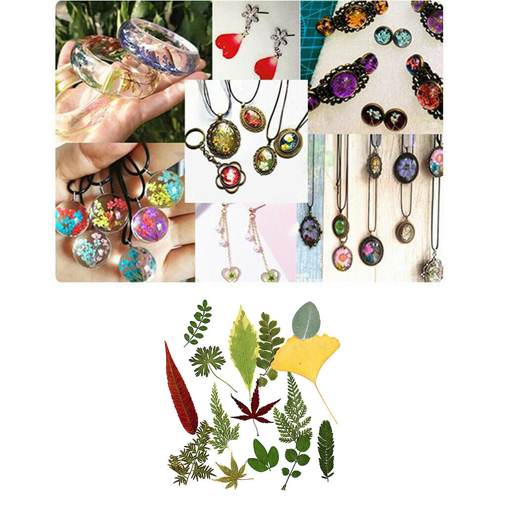 15Pc Natural Press Ferns Leaves Pressed Real Dried Flowers Dry Leaves for DIY