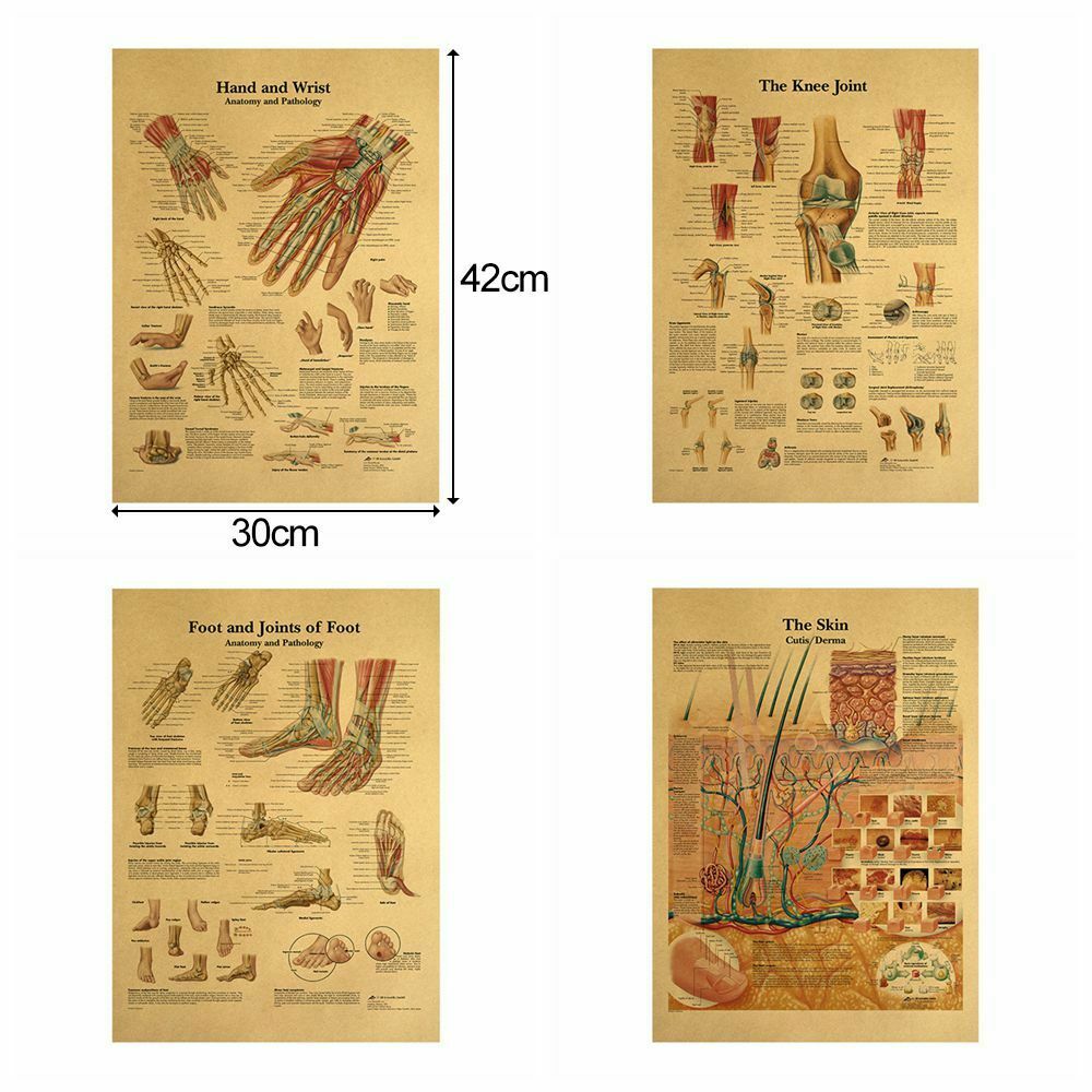 Musculature The Human Structure Kraft Paper Poster Retro Anatomy Picture