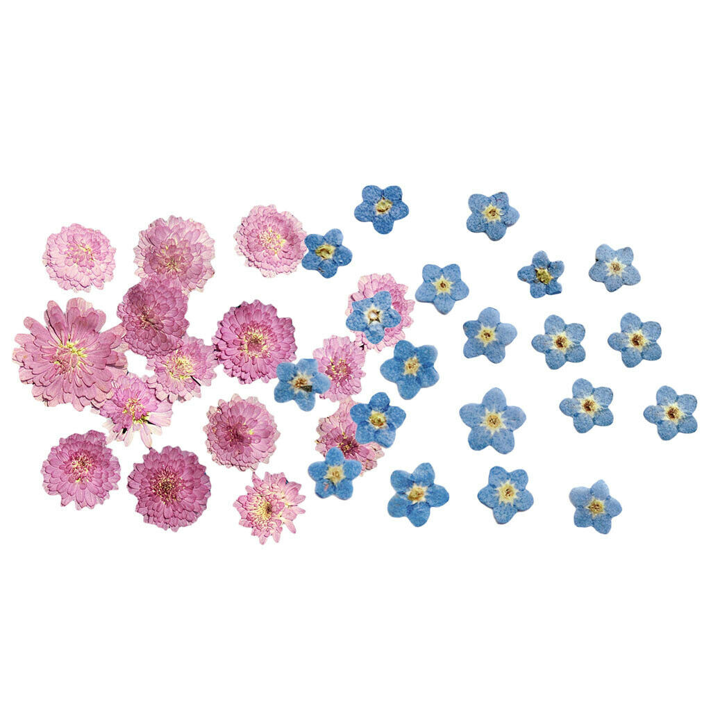 20Pcs Pressed Flowers Petals Real Natural Dried Flower for DIY Floral Decor