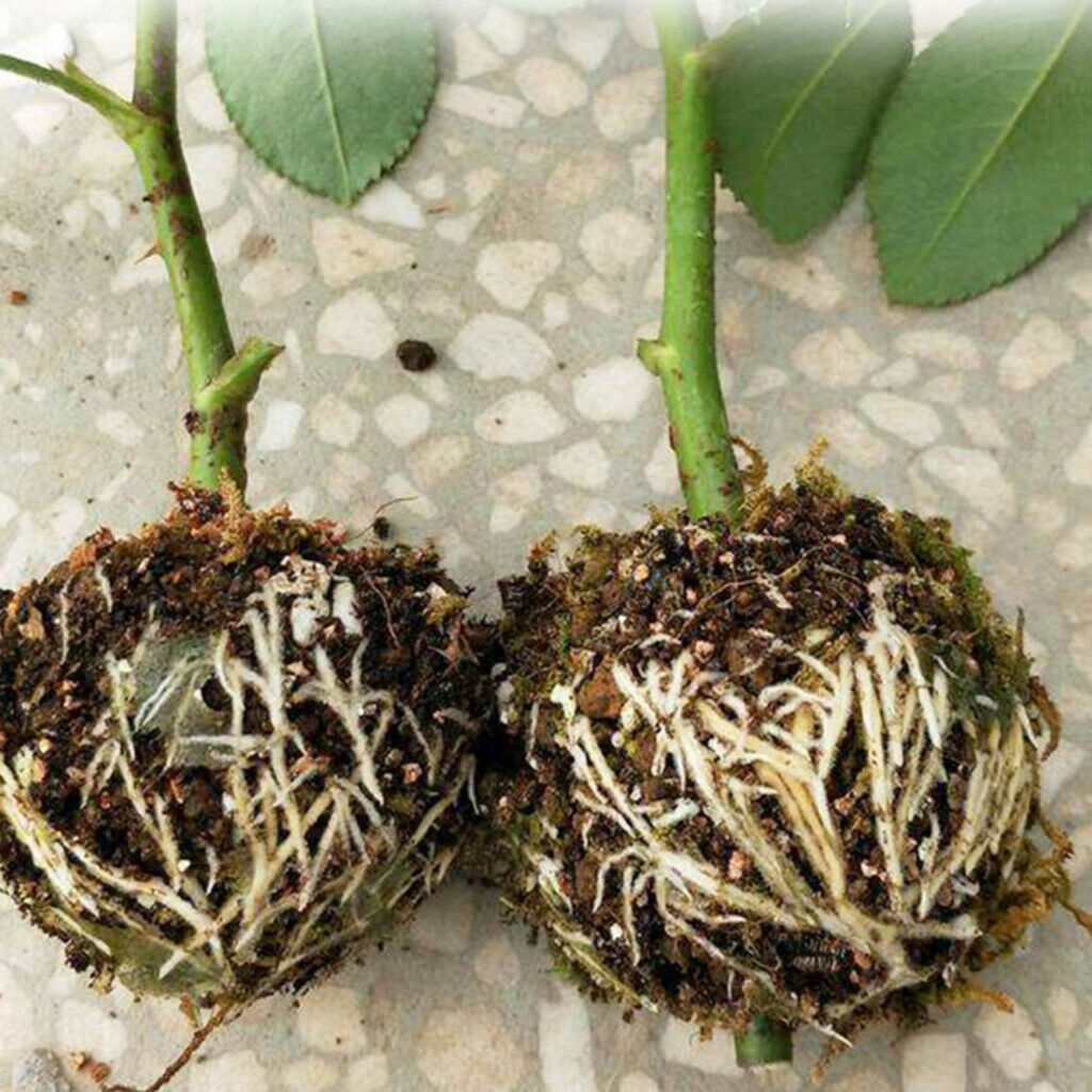 6pcs Reusable Plant Rooting Box Case Plant Rooting Device Propagation Ball