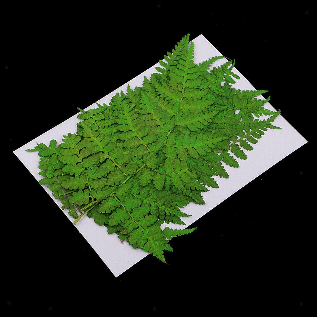 12 Pack Natural Pressed Leaves Press Dried Flowers Filler For Nail Art Decor,