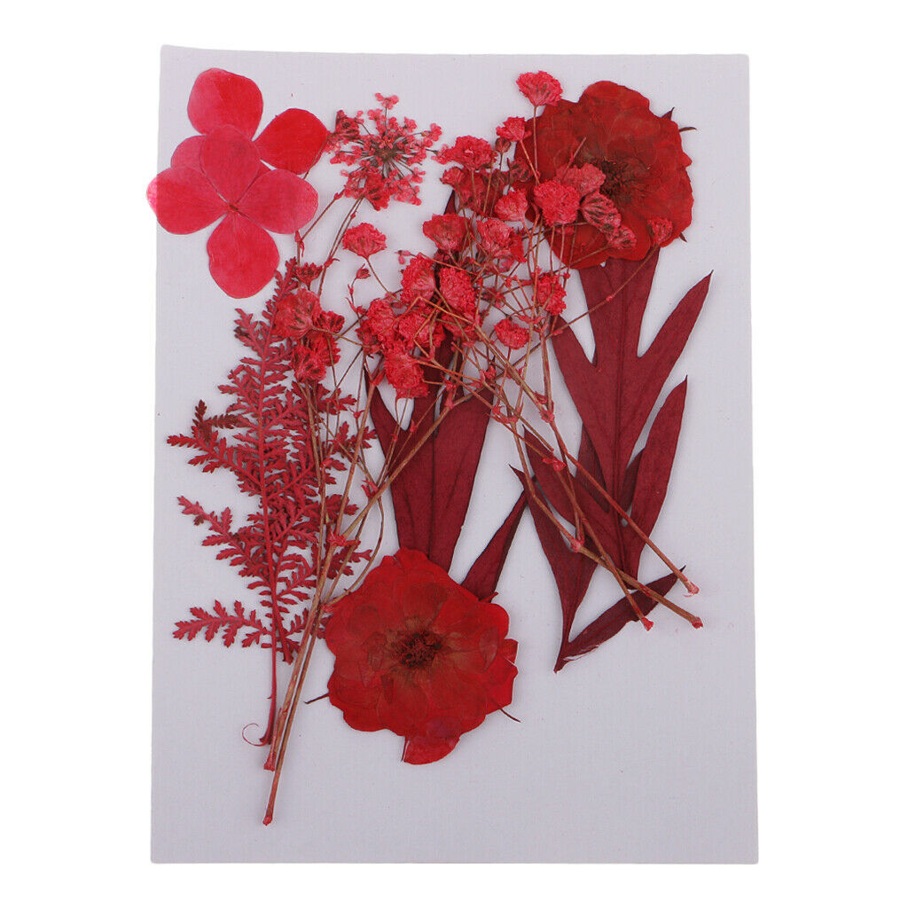 Multiple Mix Natural Pressed Dried Flowers Leaves DIY Arts Crafts 0.5-3cm
