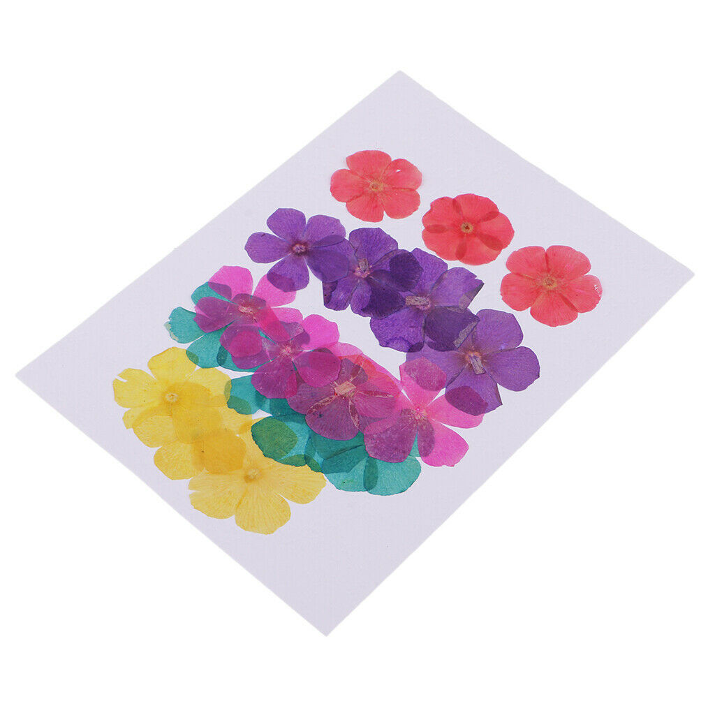 20 Pieces Natural Round 5-Petals Real Flowers Dried Flower for DIY Craft
