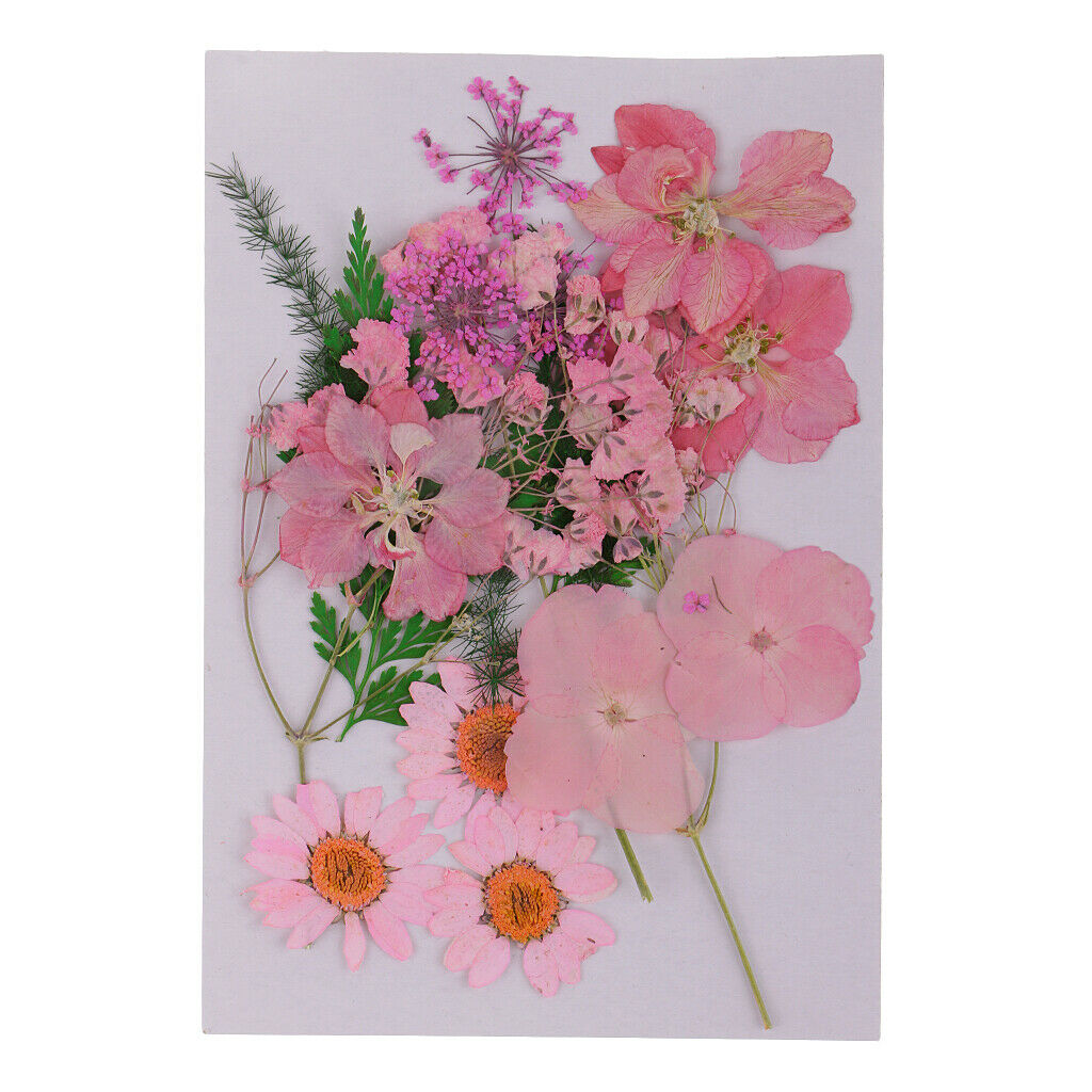 3 Pressed Dried Flower Leaves Specimen DIY Art Craft Scrapbook Card