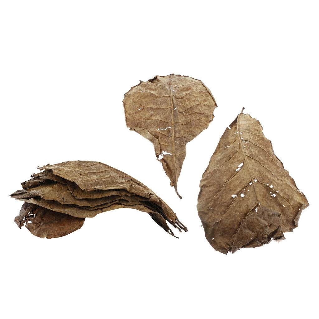 10 pieces natural leaf betta leaves for aquarium aquarium pets