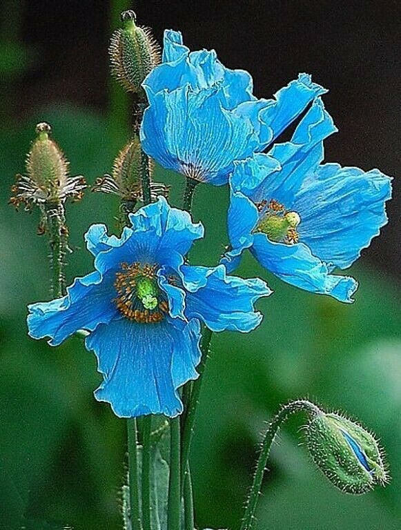 50PCS Blue Himalayan Poppy Meconopsis Grandis Home Garden Beautiful High Quality