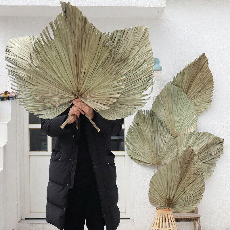 Natural Dried Flower Palm Leaf Fan Plant Party Wall Hanging Wedding Decor DIY