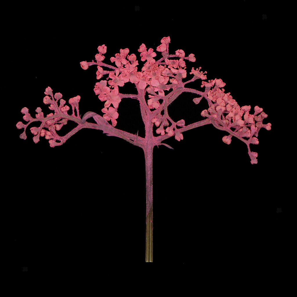 12x Natural Pressed Real Dried Flower for Card Making Decoration Pink