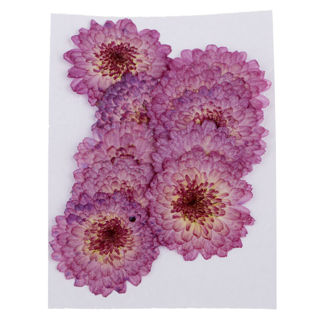 Pressed Daisy Flower Natural Dried Real Blossom DIY Craft Handmade Gifts