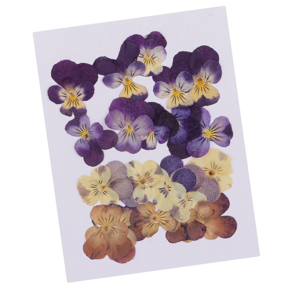 20-Piece Real Pressed Dried Flowers Violet for DIY Art Craft Scrapbooking